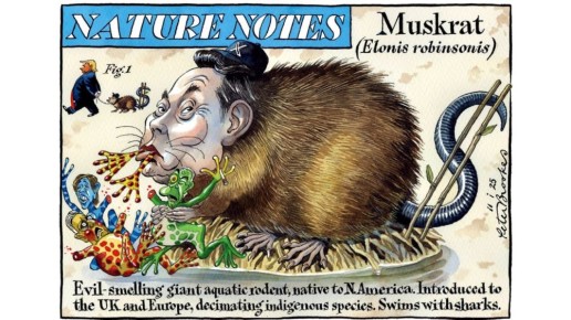     (Musk  , rat  )