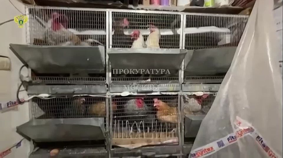 Жители столицы держали чернобурую лису в своей квартире, сообщили в столичной прокуратуре