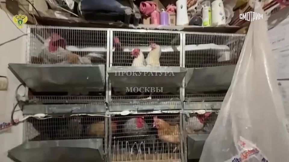 В одной из квартир в Москве обнаружили чернобурую лису, сообщили в столичной прокуратуре