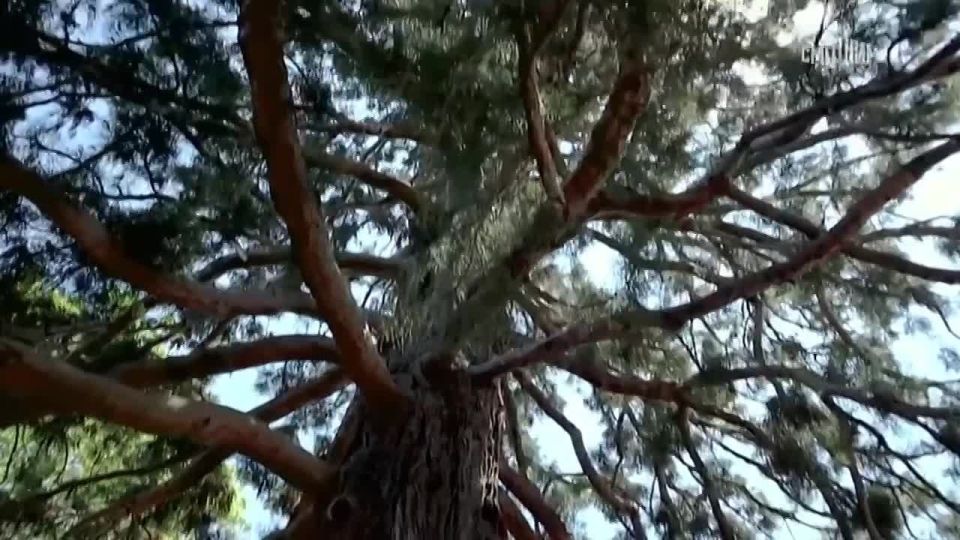 Страна, в которой всегда живёт детство