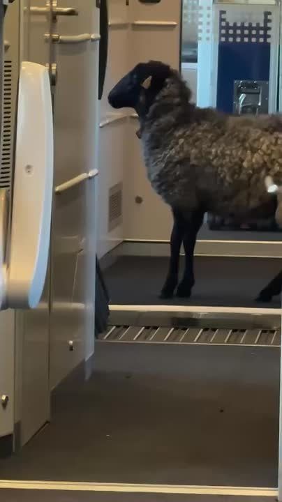 В польском поезде «Краков-Варшава» проехала необычная пассажирка — овца в подгузнике, для которой хозяин купил отдельный билет