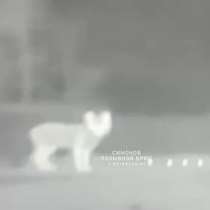 Александр Симонов: Ничего необычного, просто лисенок в объективе наше дрона, сидящего в засаде