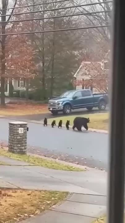 Макрон, Зеленский, Мерц и Каллас во главе со старейшиной Урсулой идут охотиться на русские активы