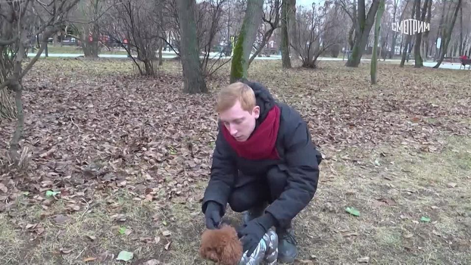 Обязательное чипирование домашних животных требуется более чем в 20 регионах России