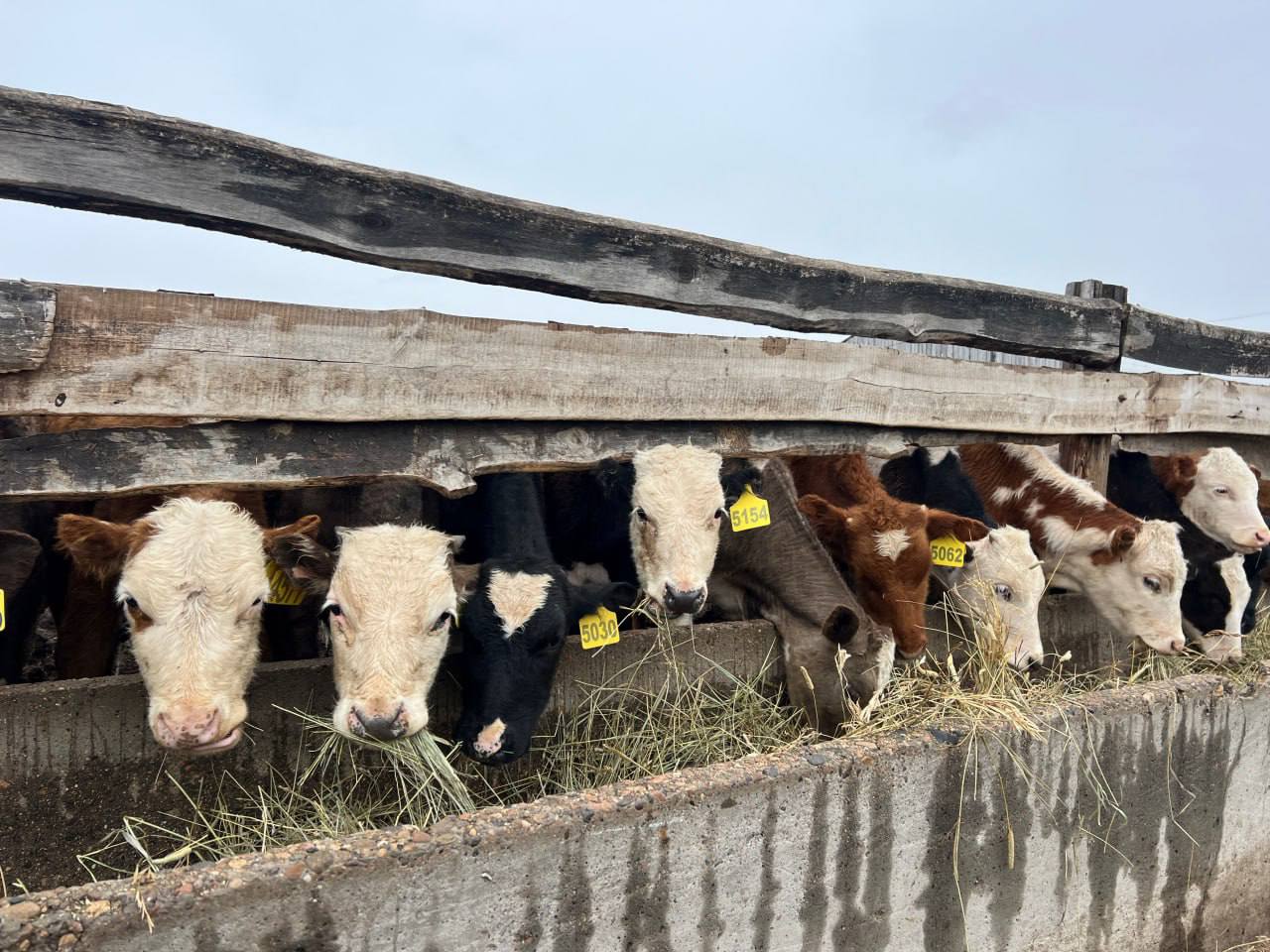 Увеличение поддержки в АПК Бурятии дает результаты