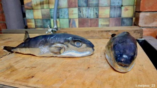 Ядовитую морскую рыбу под видом скумбрии продали покупателю в одном из сетевых магазинов в Тихорецке, сообщила прокуратура Краснодарского края