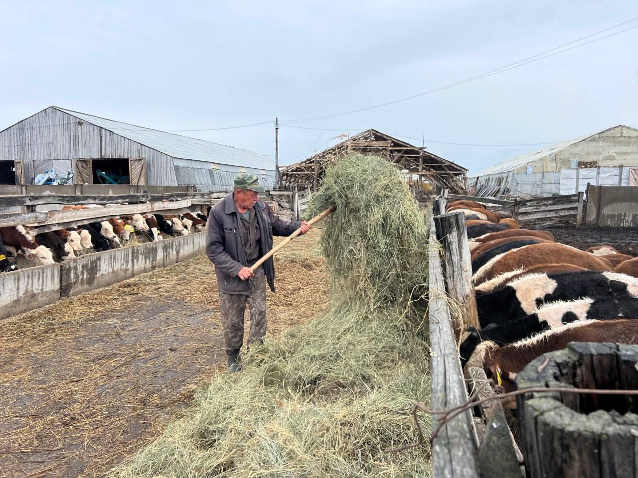 Увеличение поддержки в АПК Бурятии дает результаты Увеличение поддержки в АПК Бурятии дает результаты