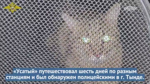 Ирина Волк показала кадры вызволения кота Федоса, ставшего знаменитостью в Сети