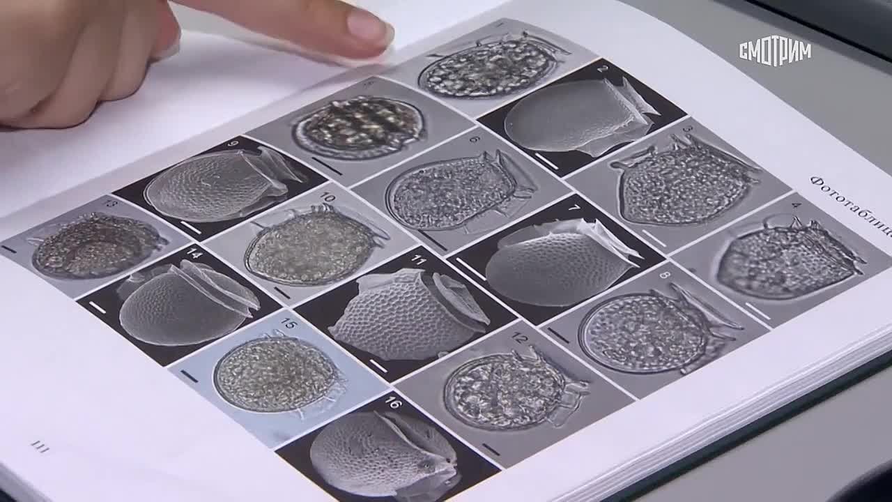 Морские деликатесы полезны, но немногие знают, что устрицы, гребешки и мидии могут вызвать серьезное отравление