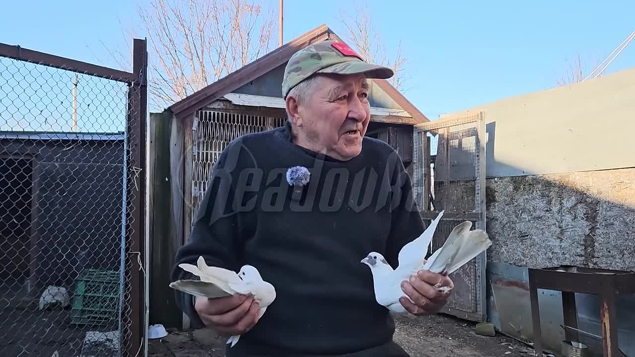 Голубиное сердце Донбасса: история голубятника дедушки Николая