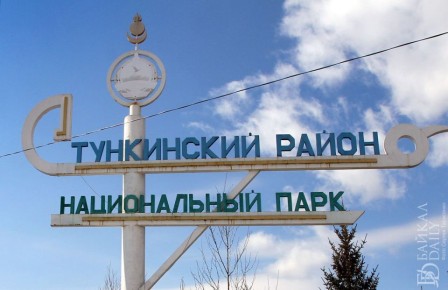 Житель Тункинского района, незаконно спиливший четыре берёзы, предстал перед судом