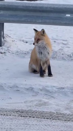 В Тункинской долине Бурятии появился необычный "инспектор" дорожного движения