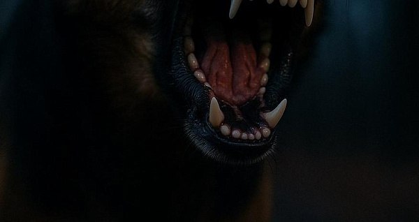 «Кусает, рвёт одежду». Жители села Солонцы, которое находится в Тарбагатайском районе, пожаловались на агрессивную беспризорную собаку