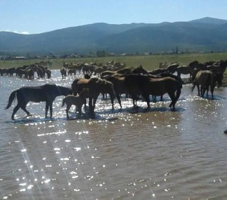Ветеран СВО из Бурятии развивает коневодство в Баргузинском районе