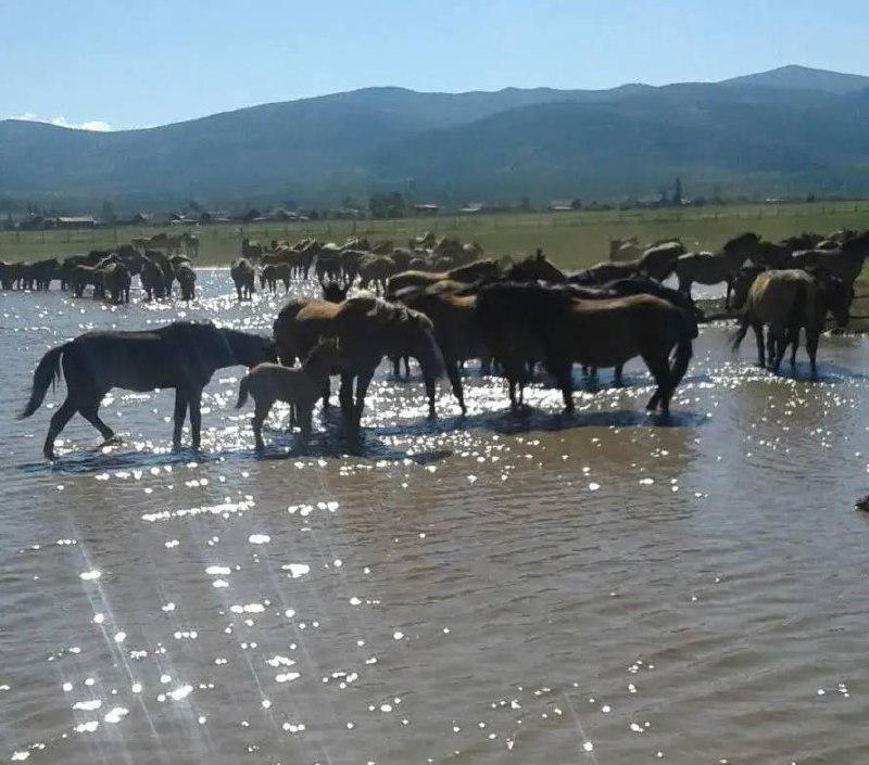 Ветеран СВО из Бурятии развивает коневодство в Баргузинском районе