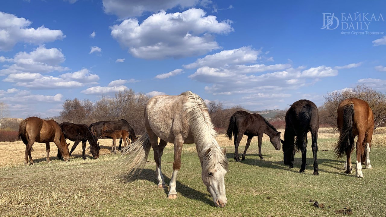 Вернувшийся с СВО житель Бурятии разводит породистых лошадей