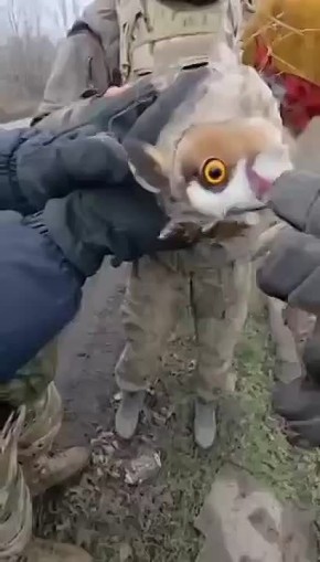 Небоевая задача: история о бойце Морозе, который спас пернатого залетчика