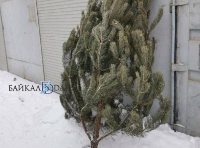 В Бурятии напомнили о штрафах за незаконную рубку новогодних деревьев