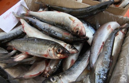 В Бурятии осудили пойманного на Байкале мужчину с 25 хвостами