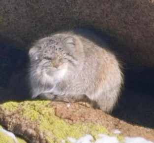 Палласов кот: в Тугнуйском заказнике Бурятии сняли редчайшие кадры манула