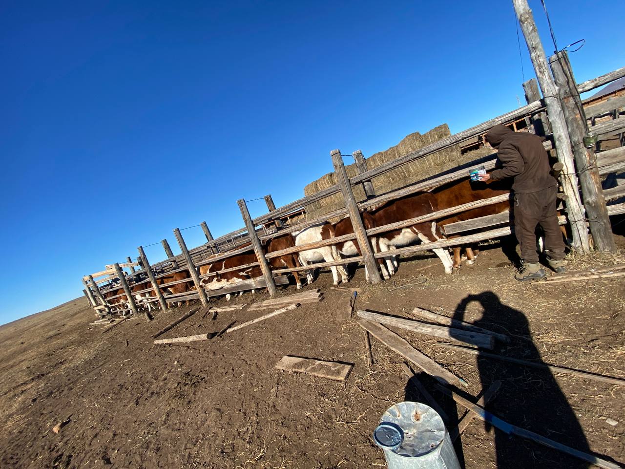 Продолжая дело отца: дочь ветерана СВО успешно развивает мясное животноводство