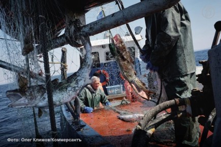 Рыбопромышленники предлагают создать в России реестр недобросовестных участников аукционов на право пользования рыбоводными участками, запретив им дальнейшее участие в торгах