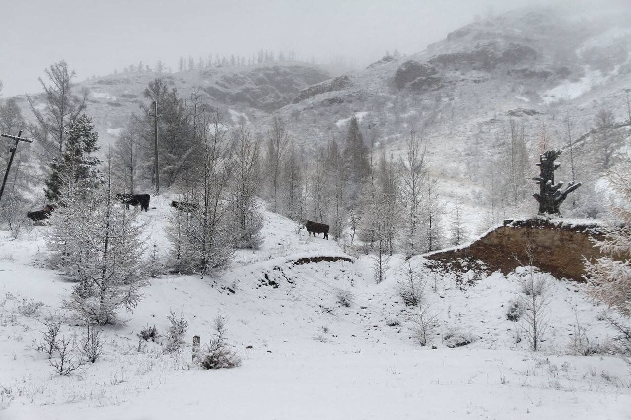 Бурятия из окна автомобиля Бурятия из окна автомобиля