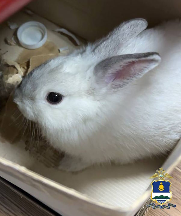Улан-удэнец украл кролика в качестве новогоднего подарка для беременной жены, но «сюрприз» обернулся уголовным делом
