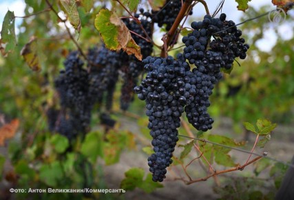 В преддверии новогодних праздников редакция «Ъ. Сомелье» провела редакционную дегустацию-исследование
