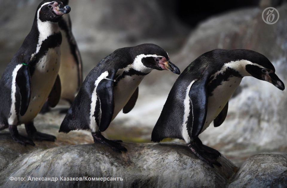 ������ ������������ ��� � ���������� �������� ����� ��������� � ���������