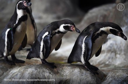 Ученые развенчивают миф о стесненных условиях жизни пингвинов в зоопарках