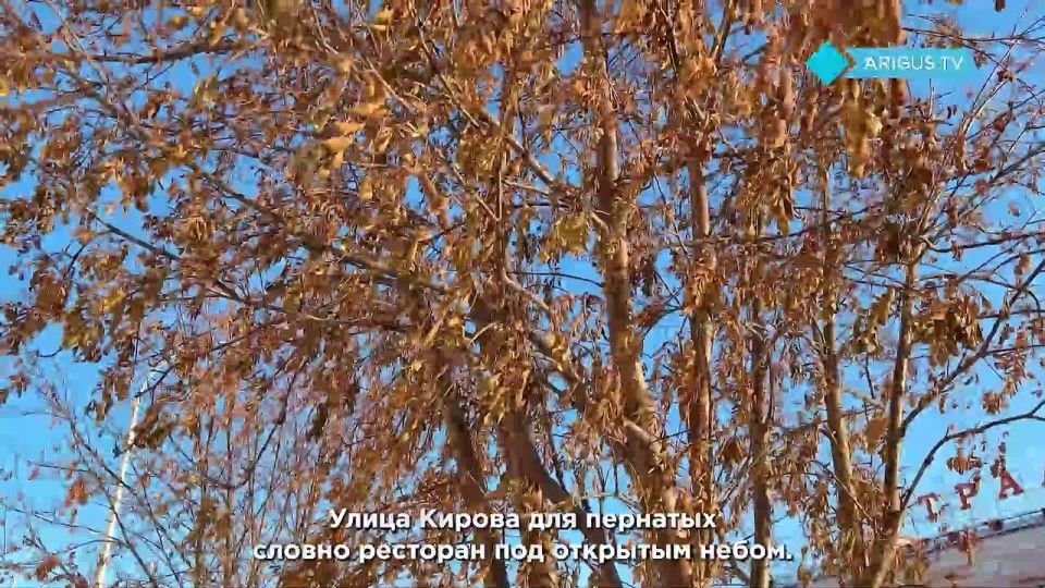 Сезон «пьяных» птиц начнется в Бурятии