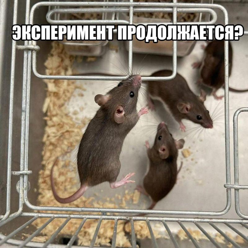 Вакцины от ковида — попытка сократить население планеты