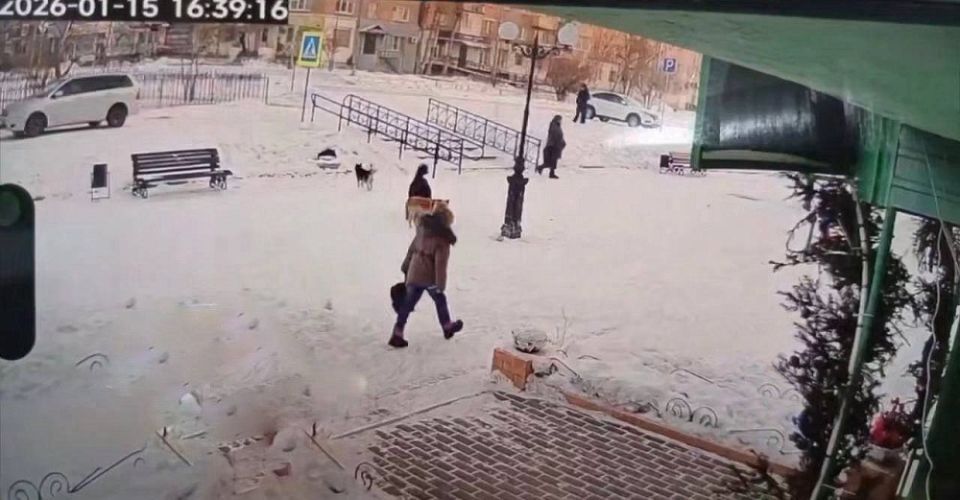 Прокуратурой инициирована проверка по сообщению в СМИ о нападении собак на ребенка