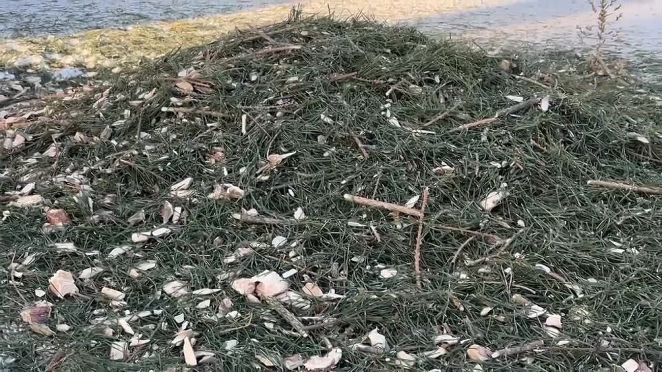 �������� ����� ���� ������ �����