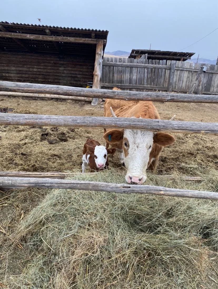 Блог ветерана СВО вдохновляет жителей Бурятии заниматься сельским хозяйством Блог ветерана СВО вдохновляет жителей Бурятии заниматься сельским хозяйством