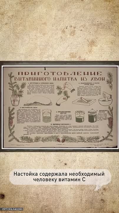 А вы знали, для чего жители блокадного Ленинграда заготавливали хвою?