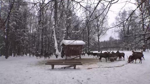 В национальном парке "Лосиный остров" заработала научно-исследовательская лаборатория для наблюдения за животными