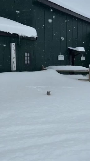 ��� ������� �������� ���������� �� ������