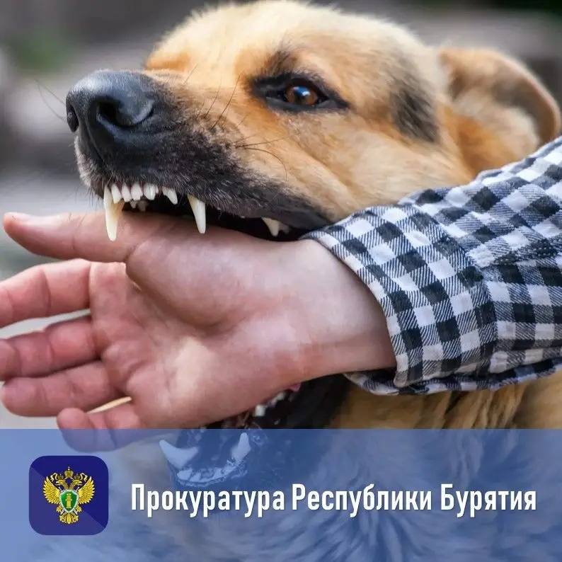 Прокуратура добилась компенсации для детей, пострадавших от бездомных