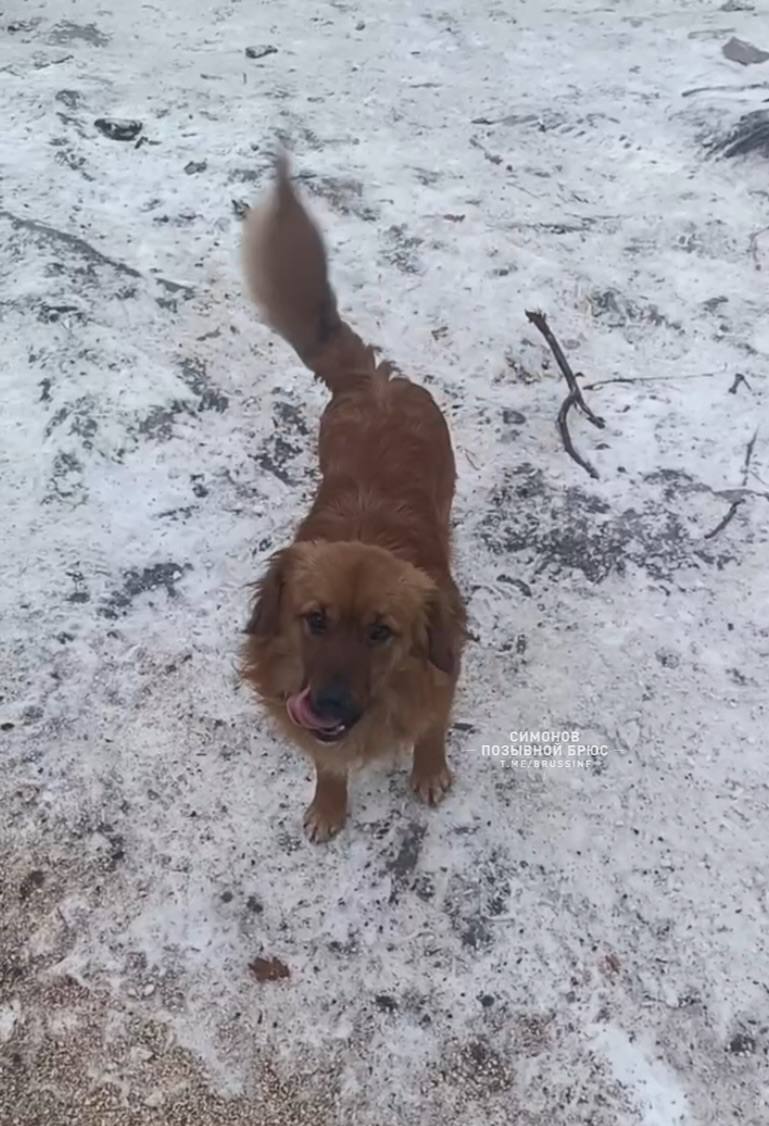 Александр Симонов: На самом деле, главный герой моего видео отнюдь не НРТК «Курьер»