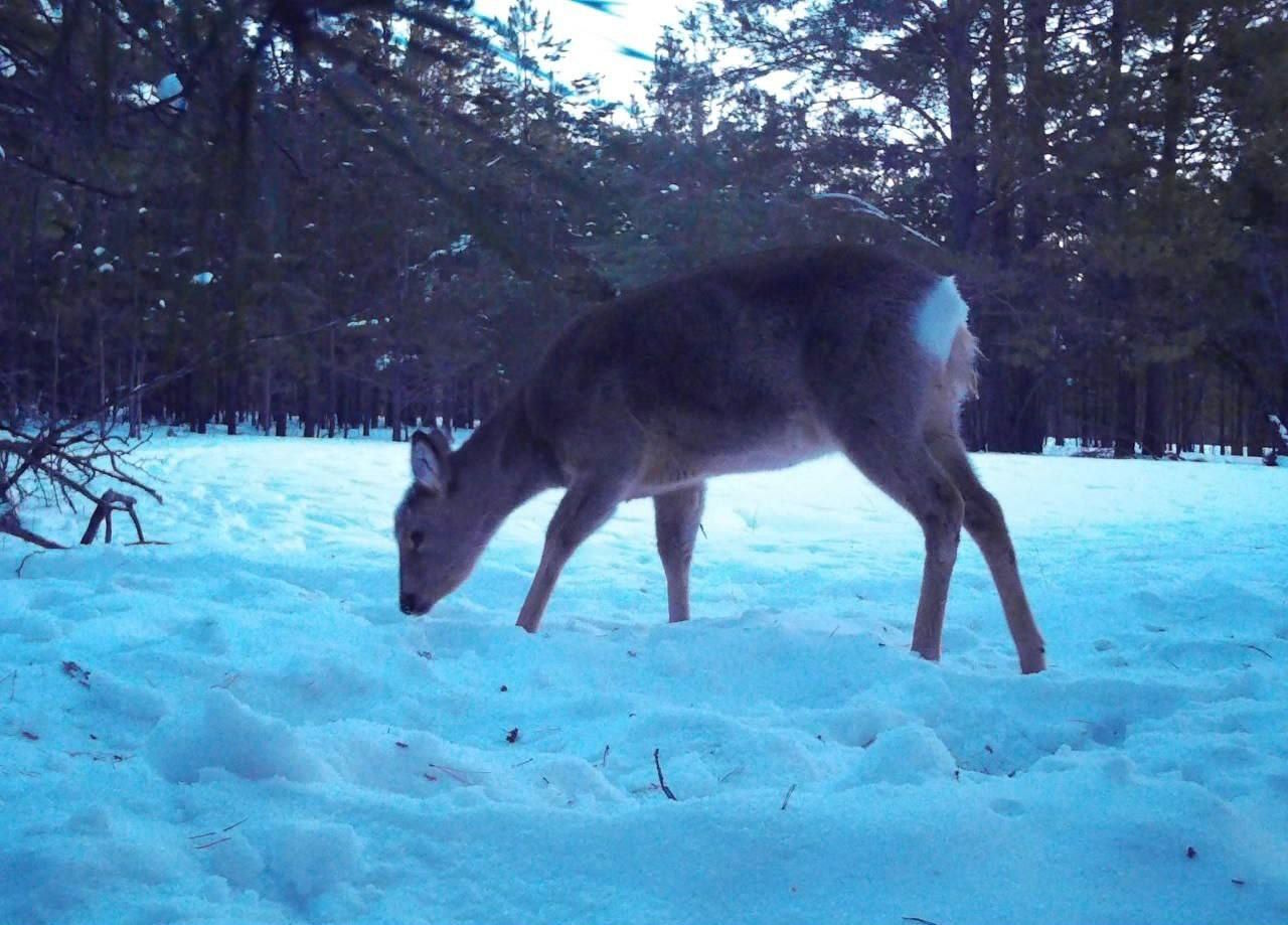 А вы знали, что в Бурятии подкармливают диких животных?