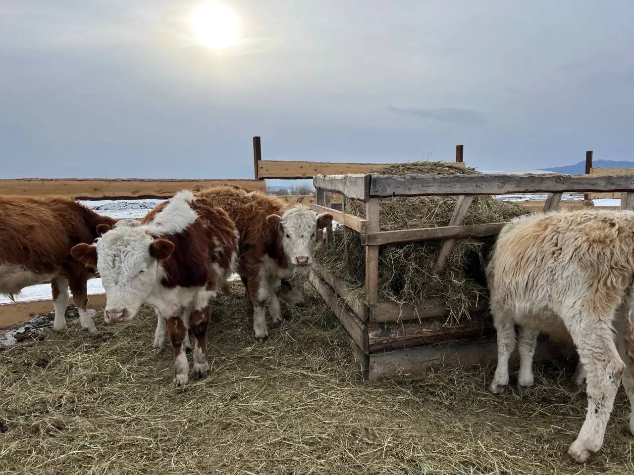 В Бурятии аграриям помогут с кормами для животных В Бурятии аграриям помогут с кормами для животных