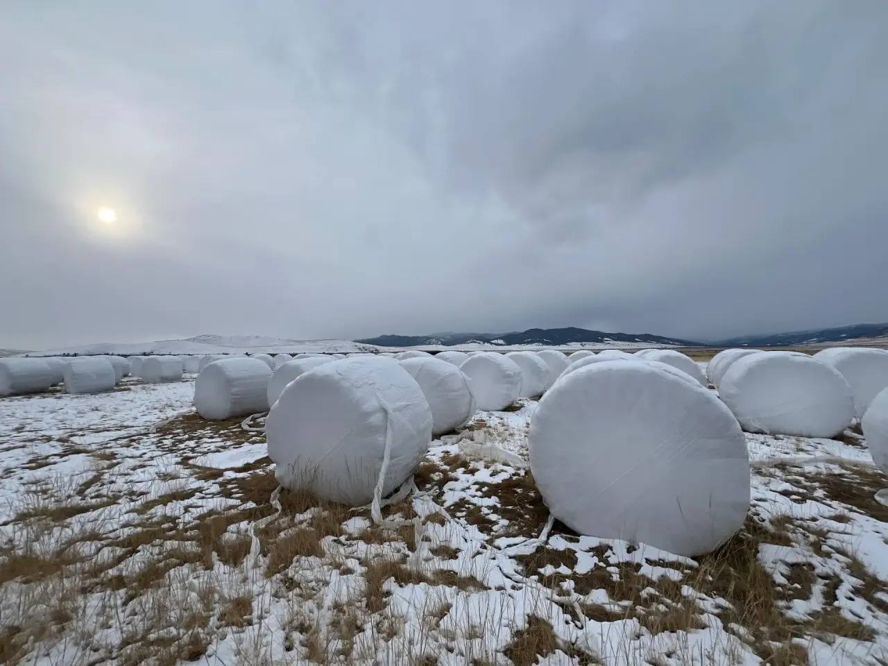 В Бурятии аграриям помогут с кормами для животных В Бурятии аграриям помогут с кормами для животных