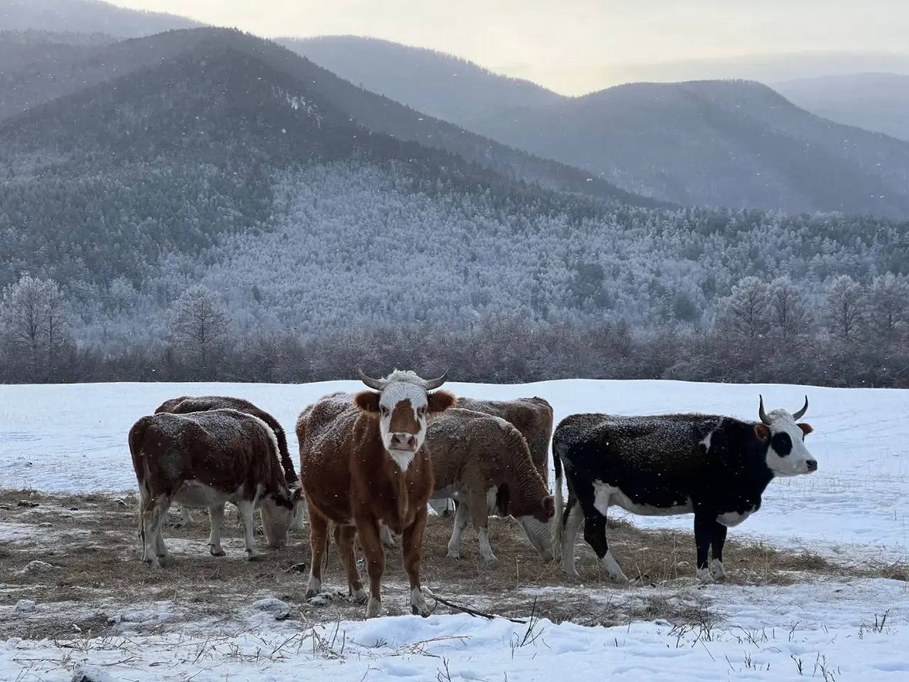 В Бурятии аграриям помогут с кормами для животных В Бурятии аграриям помогут с кормами для животных