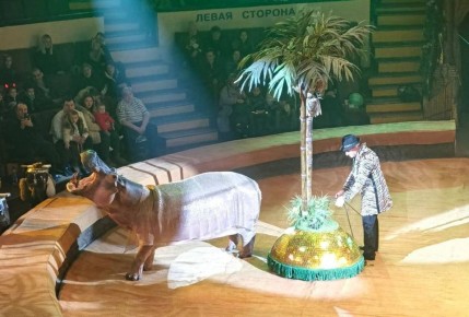 Особая гостья: В Донецк привезли бегемота, чтобы вернуть детям улыбки