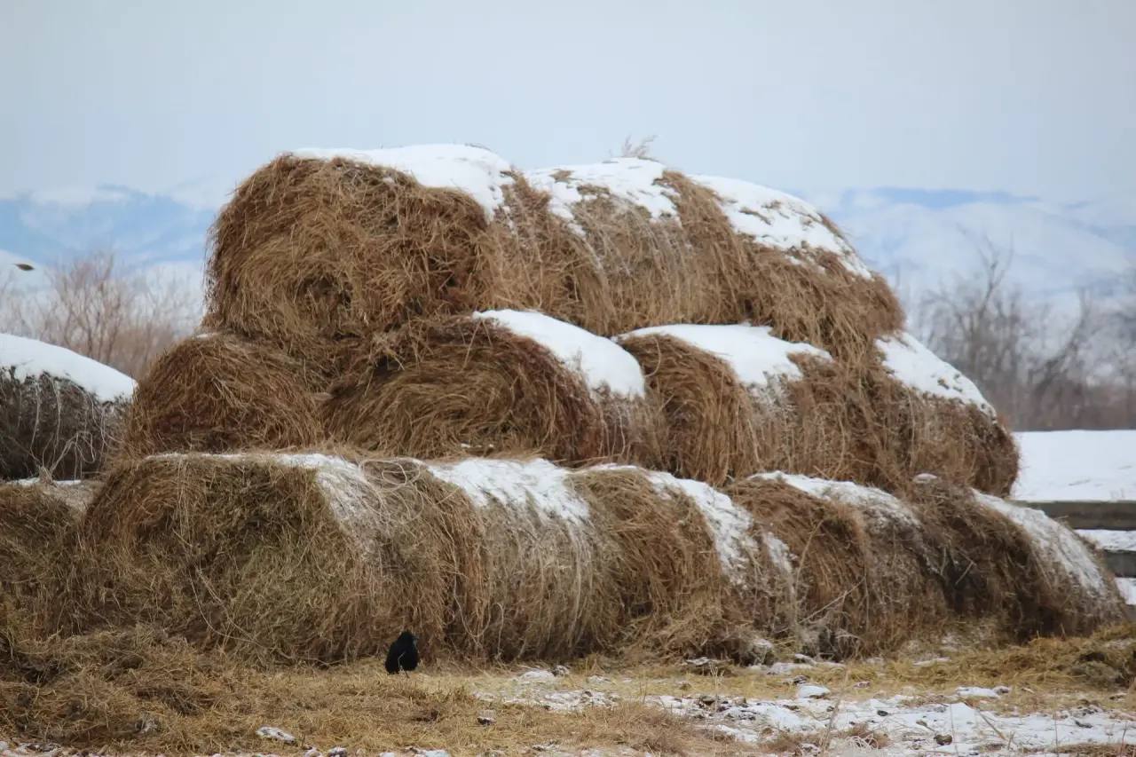 В Бурятии аграриям помогут с кормами для животных В Бурятии аграриям помогут с кормами для животных