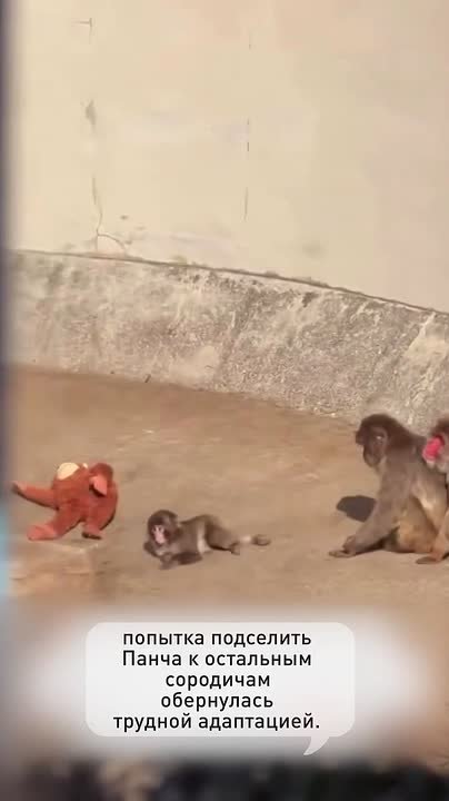 Как маленький Панч остался без мамы и подружился с игрушечной обезьянкой