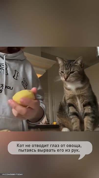 Кот-вымогатель требует дань за приготовление пищи