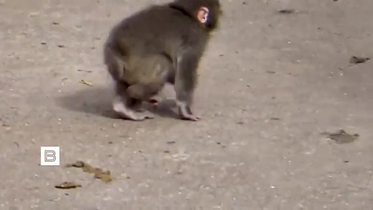 Полугодовалая макака Панти-кун, или Панч, из японского городка Итикава под Токио стала звездой соцсетей, на которую в маленький зоопарк приходят посмотреть тысячи жителей страны и зарубежных туристов